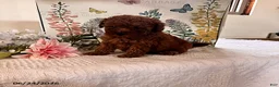 Miniature Poodle dogs for sale: Dexter - Ad 1