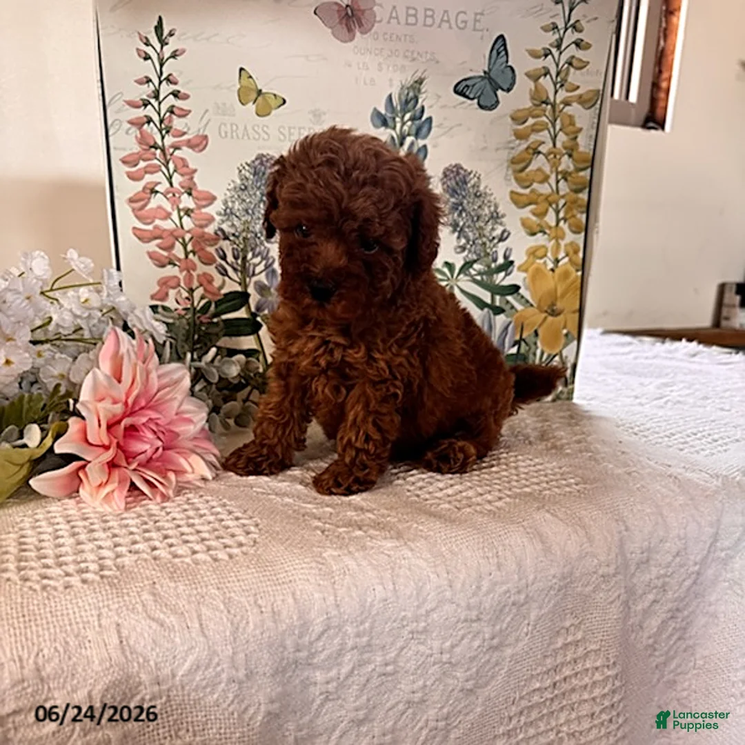 Miniature Poodle dogs for sale: Dexter - Ad 1