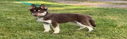 Siberian Husky dogs for sale: Quigley - Ad 1