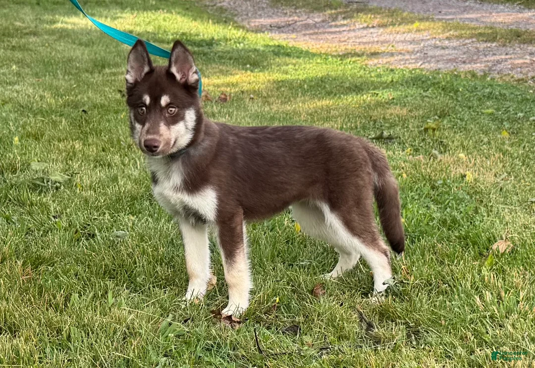 Siberian Husky dogs for sale: Quigley - Ad 1