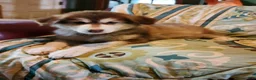 Alaskan Malamute dogs for sale: Alaskan Malamute Puppy 5 - Ad 5