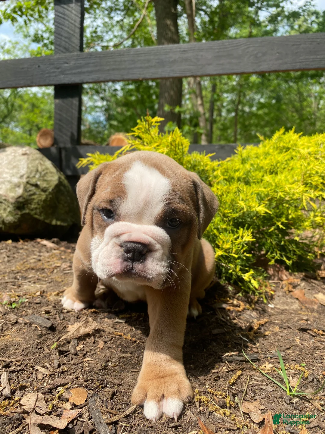 English Bulldog dogs for sale: Susie - Ad 1