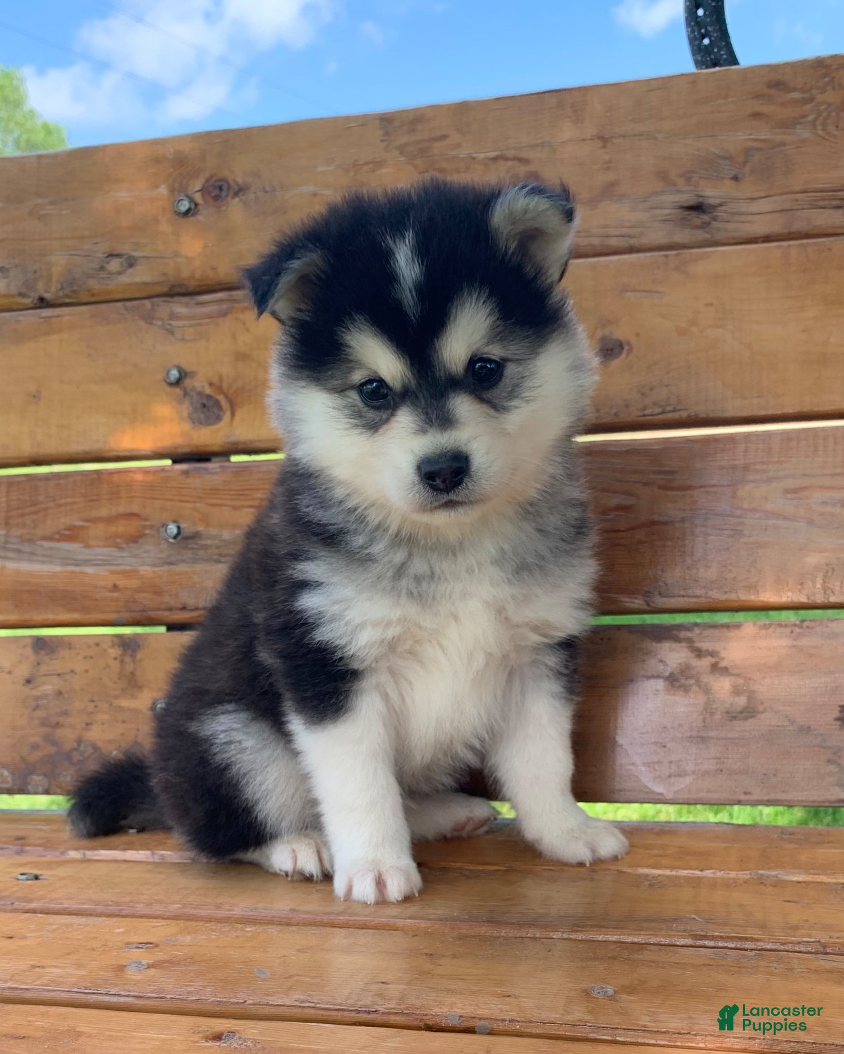 Alaskan Klee Kai dogs Super Fun Champ~!!! - Ad 3