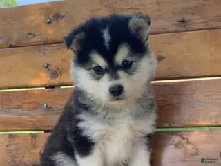 Alaskan Klee Kai dogs Super Fun Champ~!!! - Ad 3