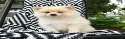 Pomeranian dogs for sale: Gus - Ad 1