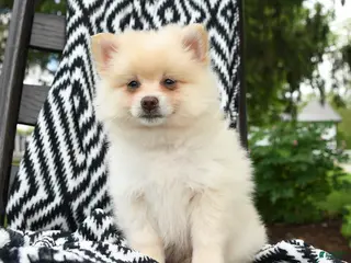 Pomeranian dogs for sale: Gus - Ad 3