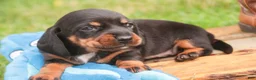 Miniature Dachshund dogs for sale: Wyatt Miniature Dachshund  - Ad 3