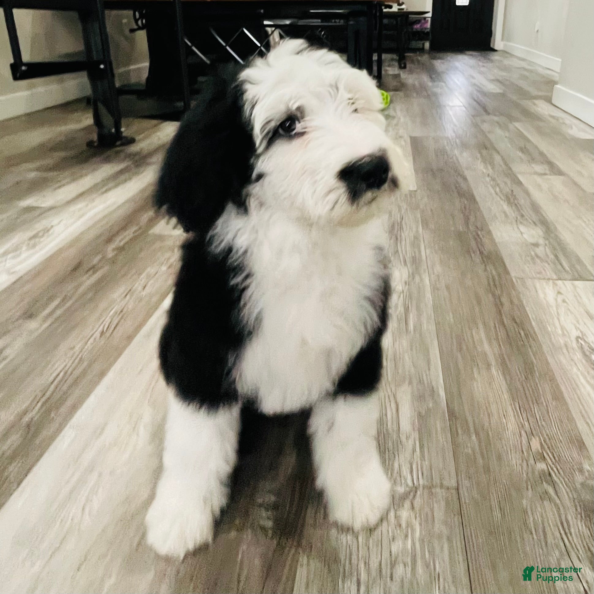 Sheepadoodle dogs Olive  - Ad 23