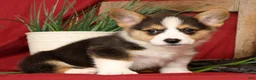 Welsh Corgi Pembroke dogs for sale: Danny Genetic Clear - Ad 1