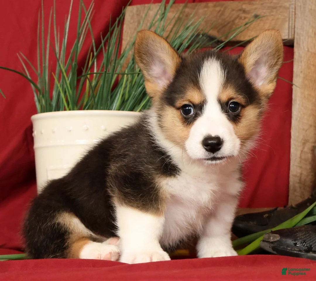 Welsh Corgi Pembroke dogs for sale: Danny Genetic Clear - Ad 1