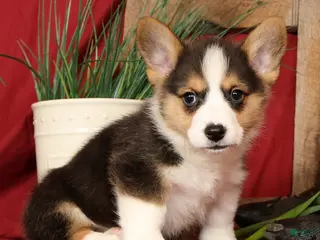 Welsh Corgi Pembroke dogs for sale: Danny Genetic Clear - Ad 3