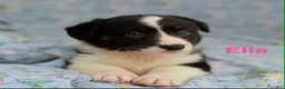 Welsh Corgi Cardigan dogs for sale: Ella - Ad 5