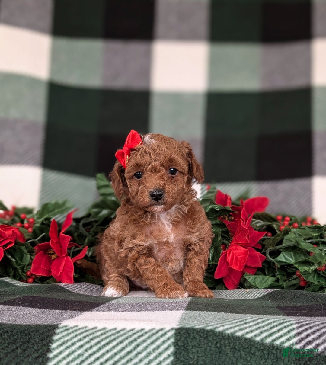 Toy Poodle dogs for sale: Brooklyn  - Ad 3
