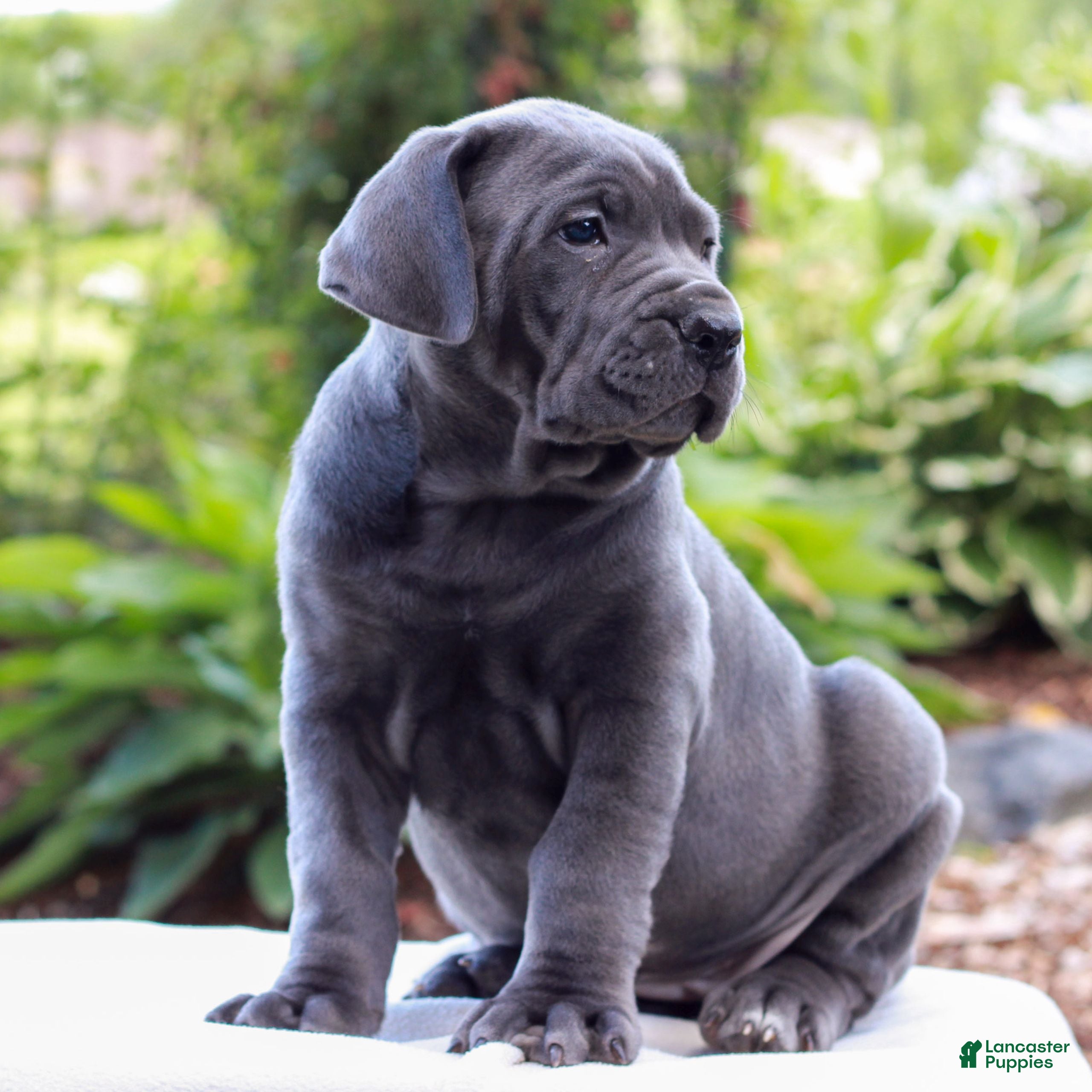 Cane Corso dogs Skye  - Ad 2