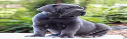 Cane Corso dogs for sale: Skye  - Ad 2