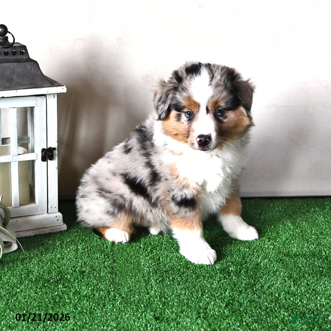 Miniature Australian Shepherd dogs for sale: Daisy - Ad 2
