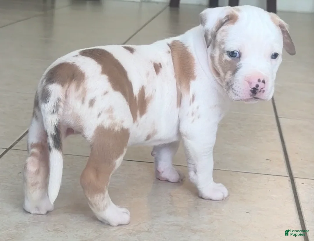 American Bully dogs for sale: American Bully 4 - Ad 1