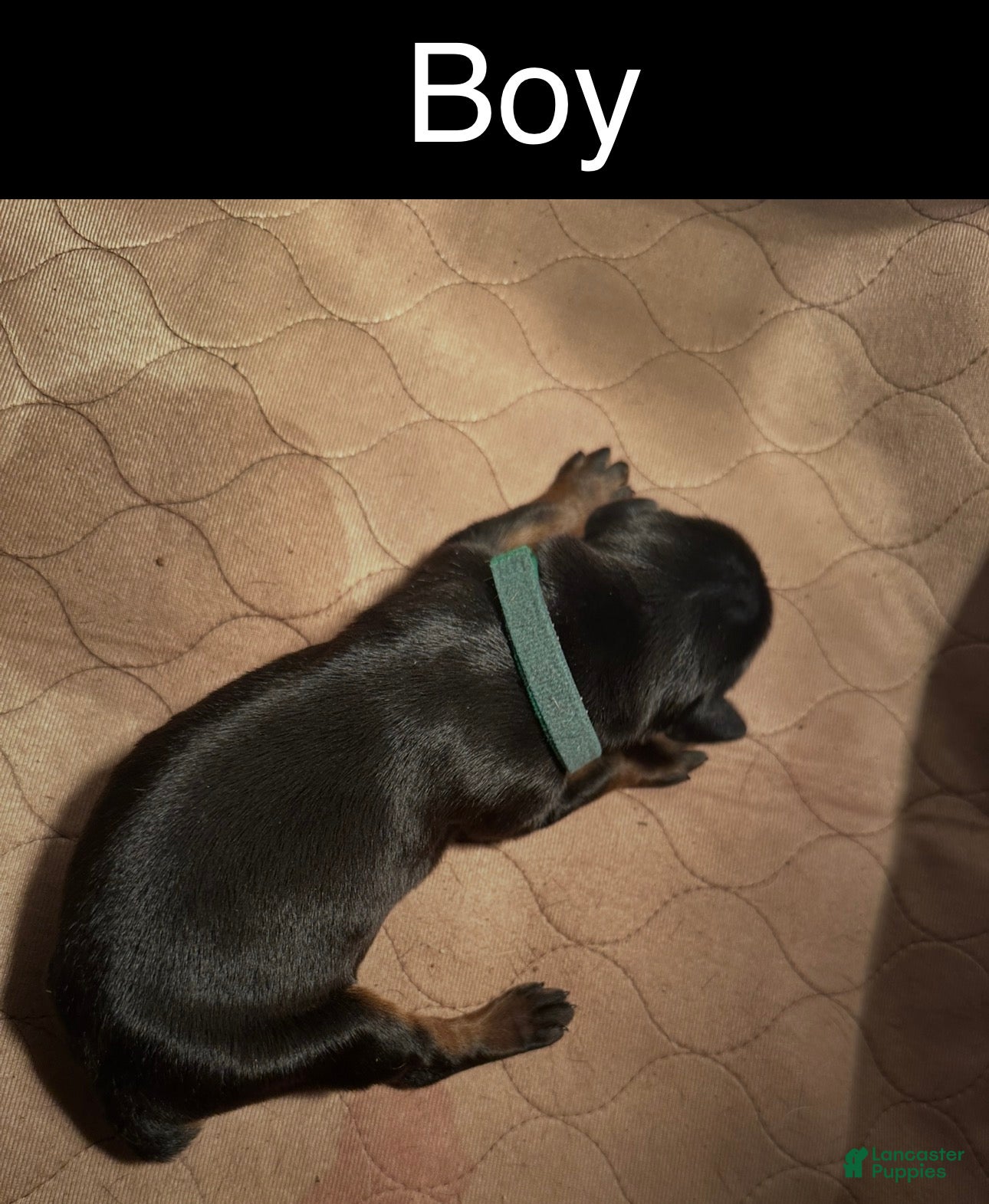 Doberman Pinscher dogs Doberman Pinscher Puppy 1 - Ad 15