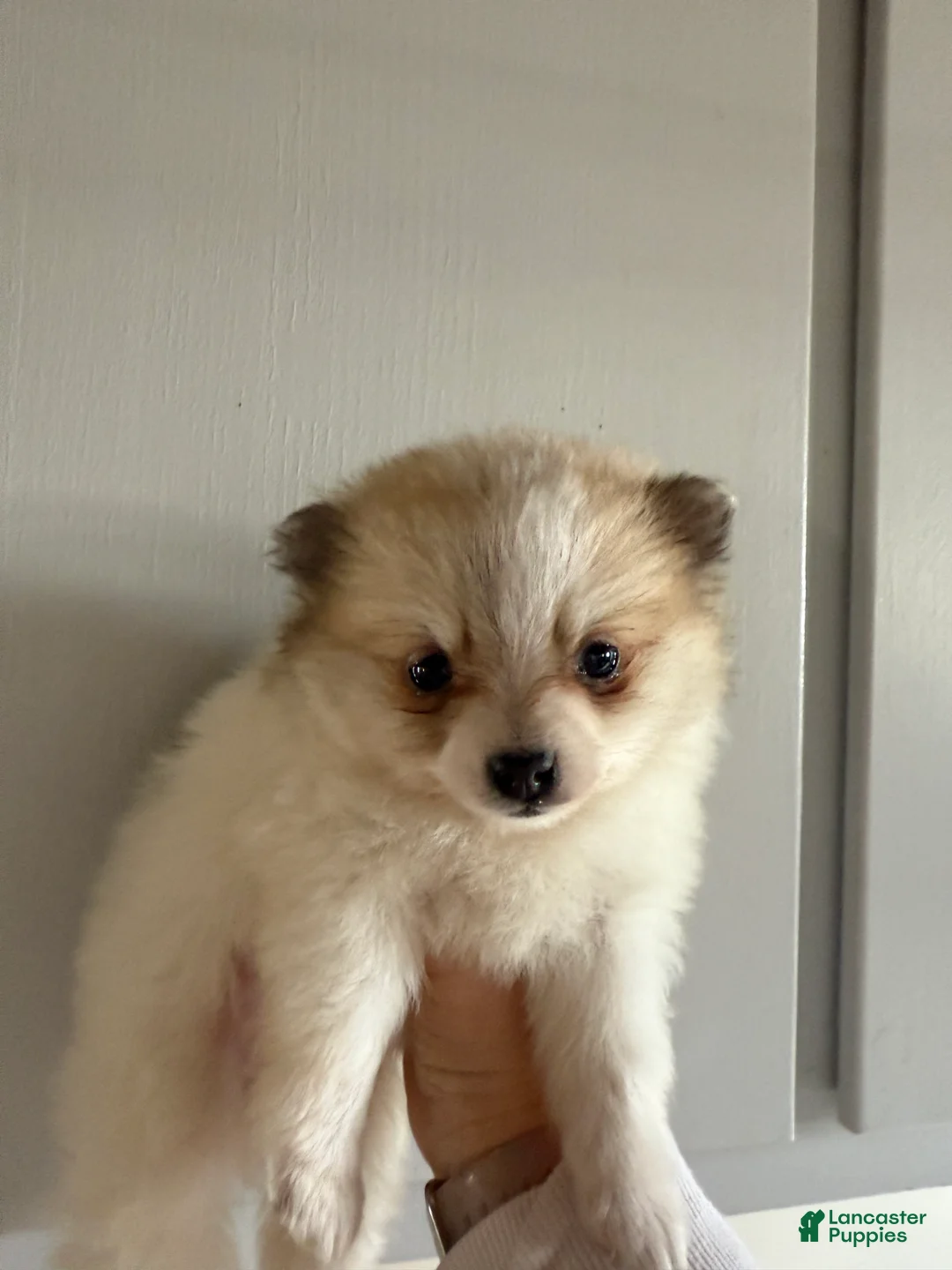 Pomeranian dogs for sale: Russel - Ad 8