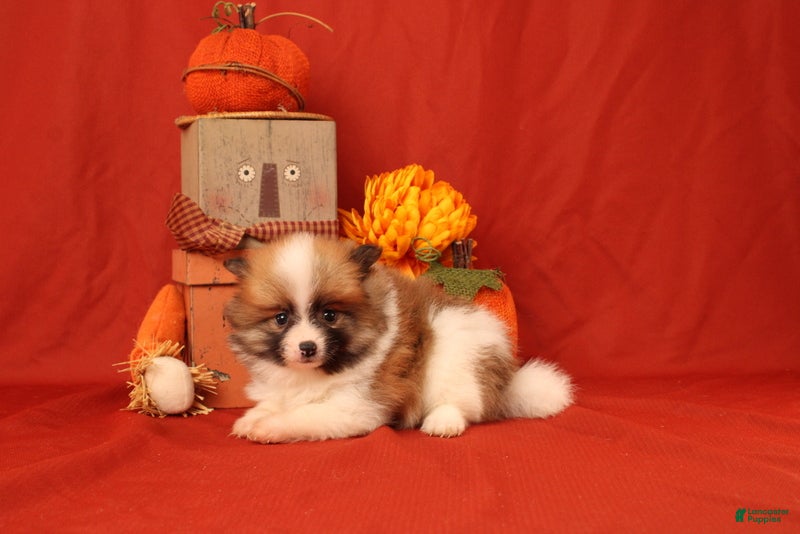 Pomeranian dogs for sale: Katelyn - Ad 2