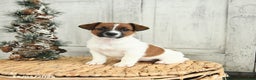 Jack Russell Terrier dogs for sale: Cookie - Ad 2