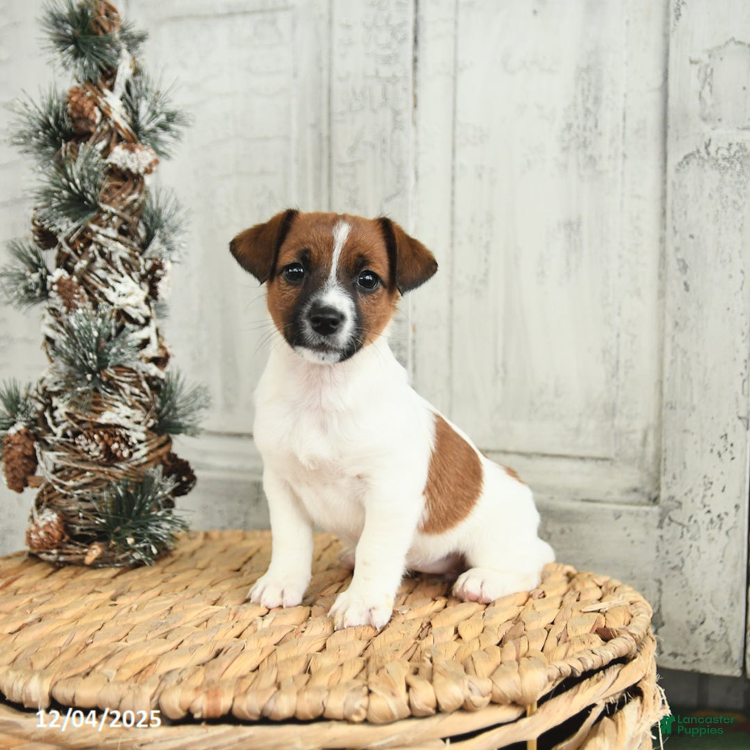 Jack Russell Terrier dogs for sale: Cookie - Ad 2
