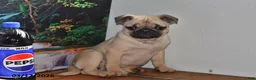 Pug dogs for sale: Valentina - Ad 4