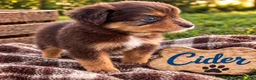 Miniature Australian Shepherd dogs for sale: Cider - Ad 2