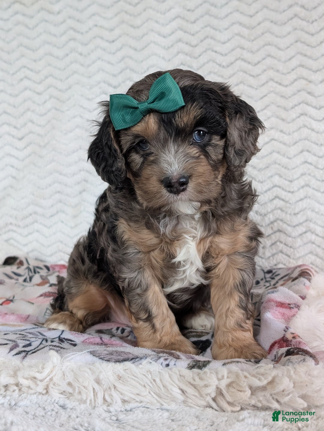 Cavapoo dogs for sale: Charlie  - Ad 27