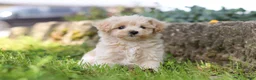 Maltipoo dogs for sale: Piper - Ad 4