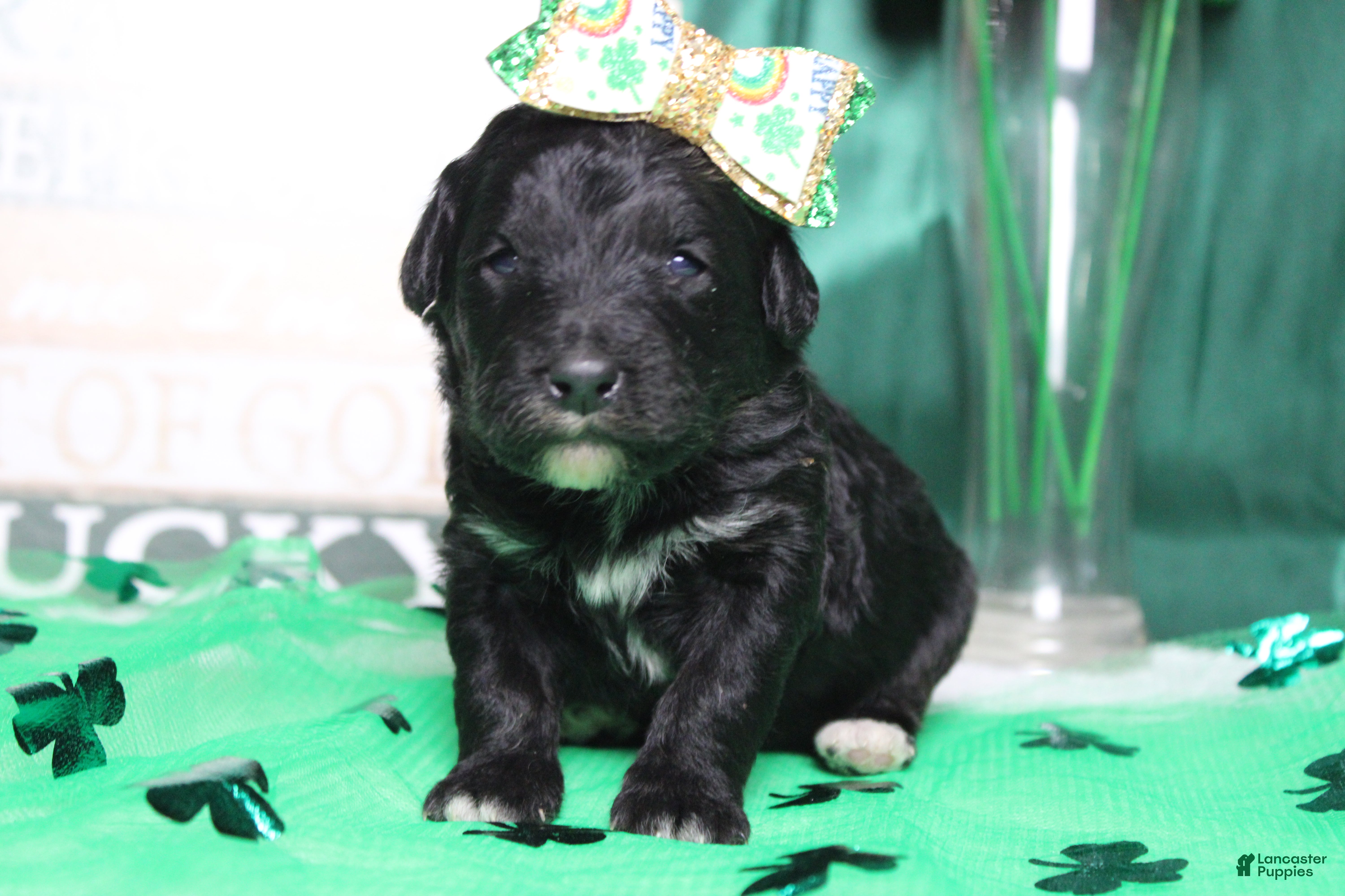 Mixed Breed dogs Precious - Ad 23