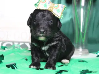 Mixed Breed dogs Precious - Ad 23