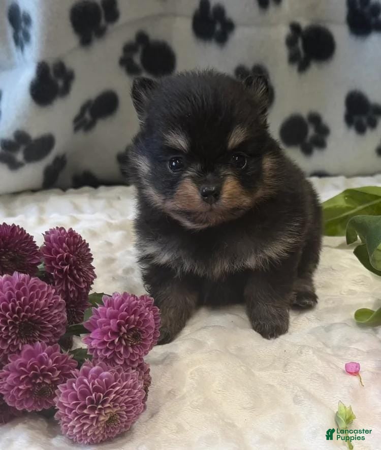 Pomeranian dogs Bella - Ad 14