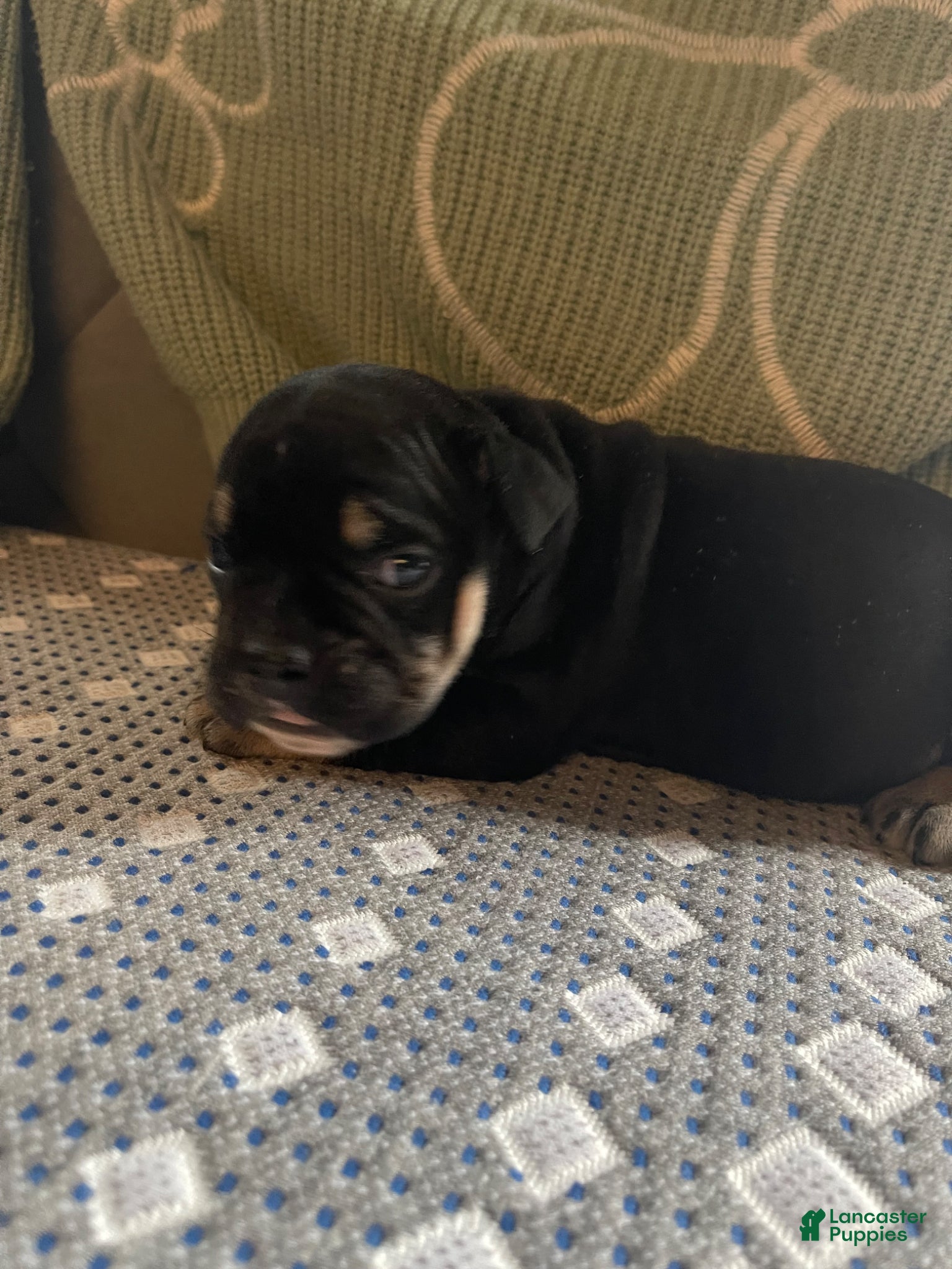 English Bulldog dogs English Bulldog Puppy 1 - Ad 5