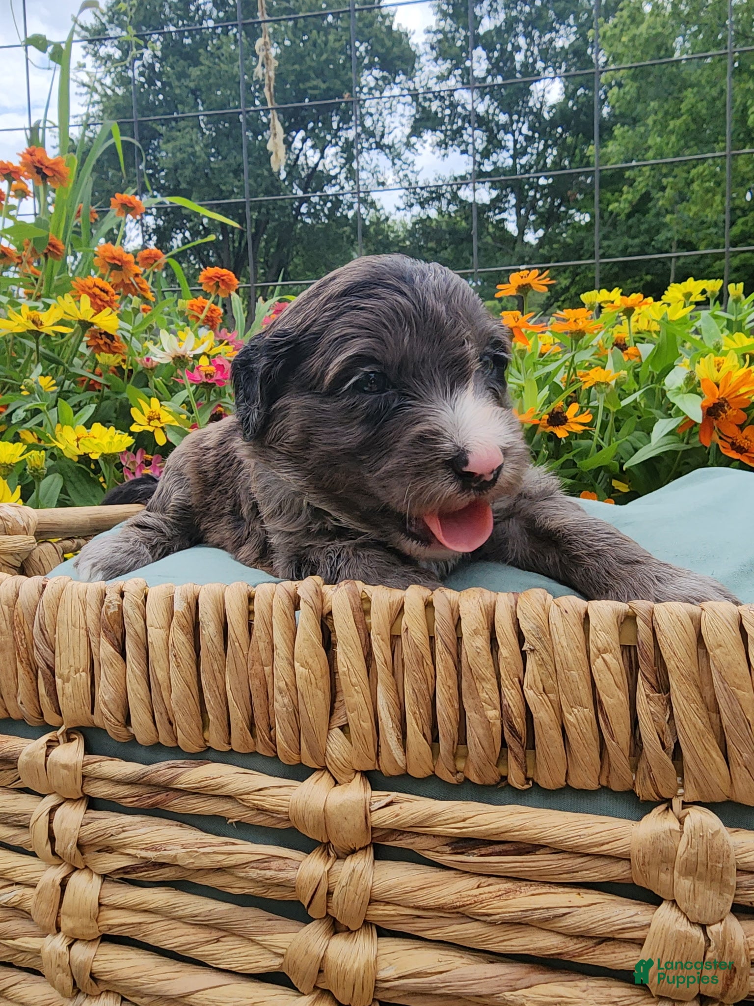 Mini Sheepadoodle dogs Rocky - Ad 2