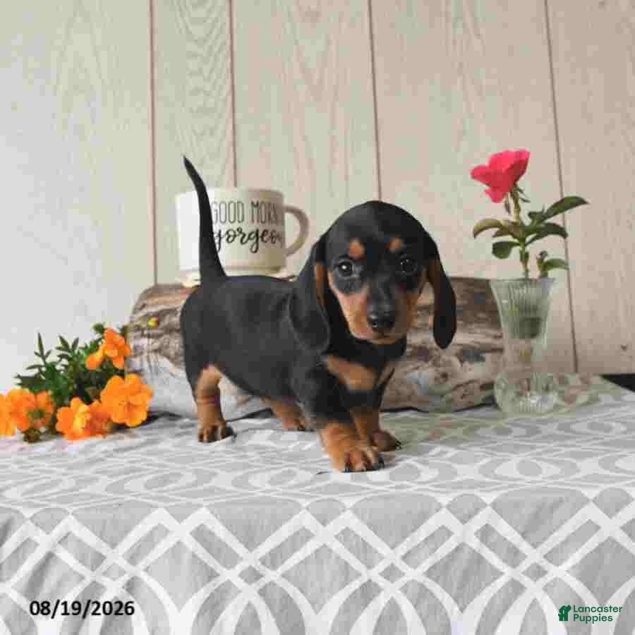 Miniature Dachshund dogs Sophie - Ad 1