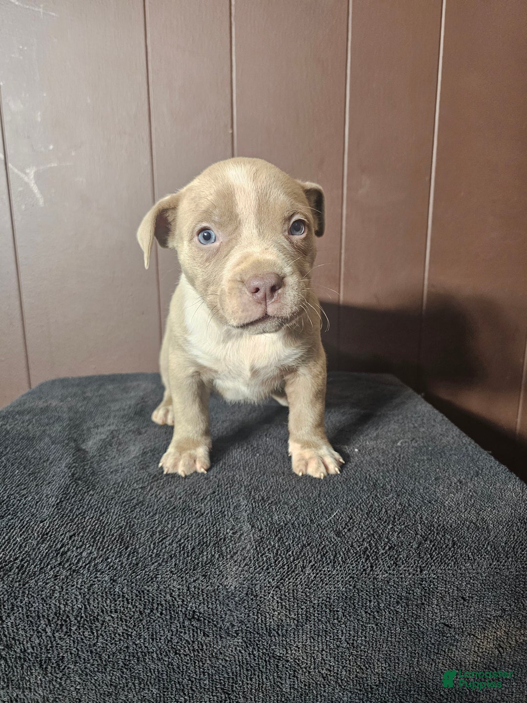 American Bully dogs for sale: Osha - Lilac - Ad 3