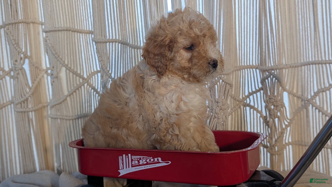 Cavapoo dogs for sale: Asher - Ad 8
