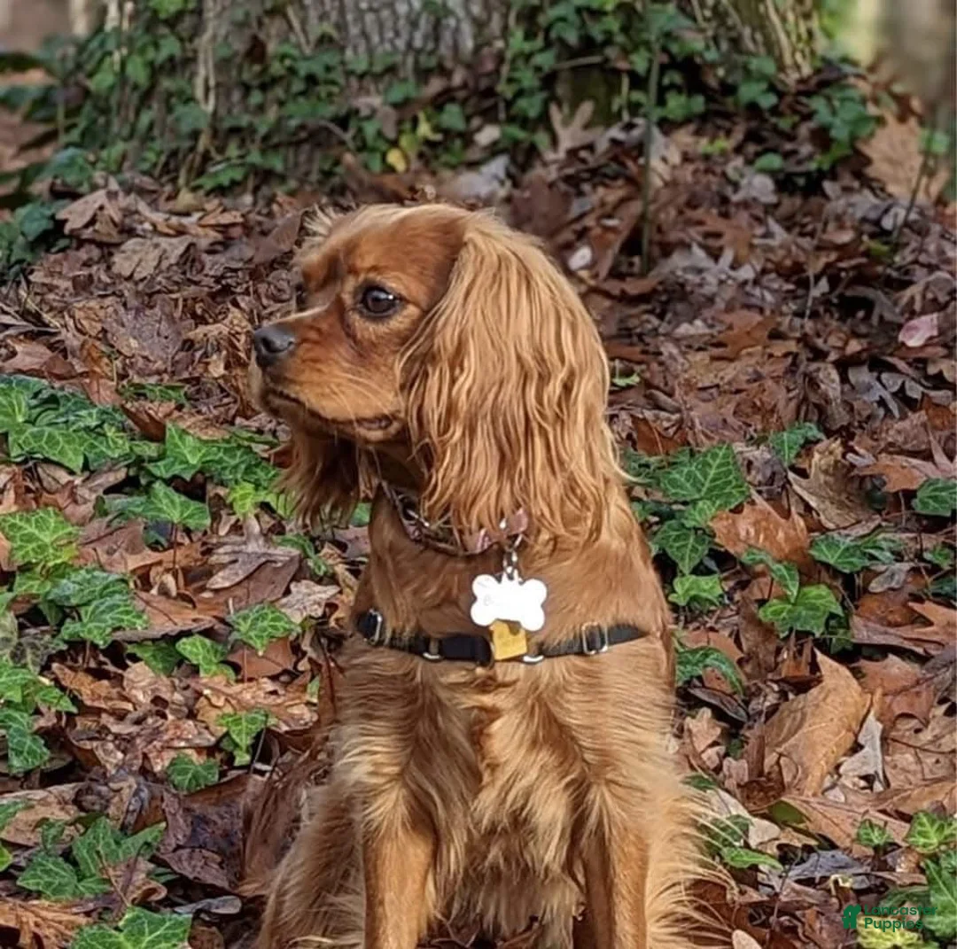 Cavalier King Charles Spaniel dogs for sale: Blaze - Ad 2