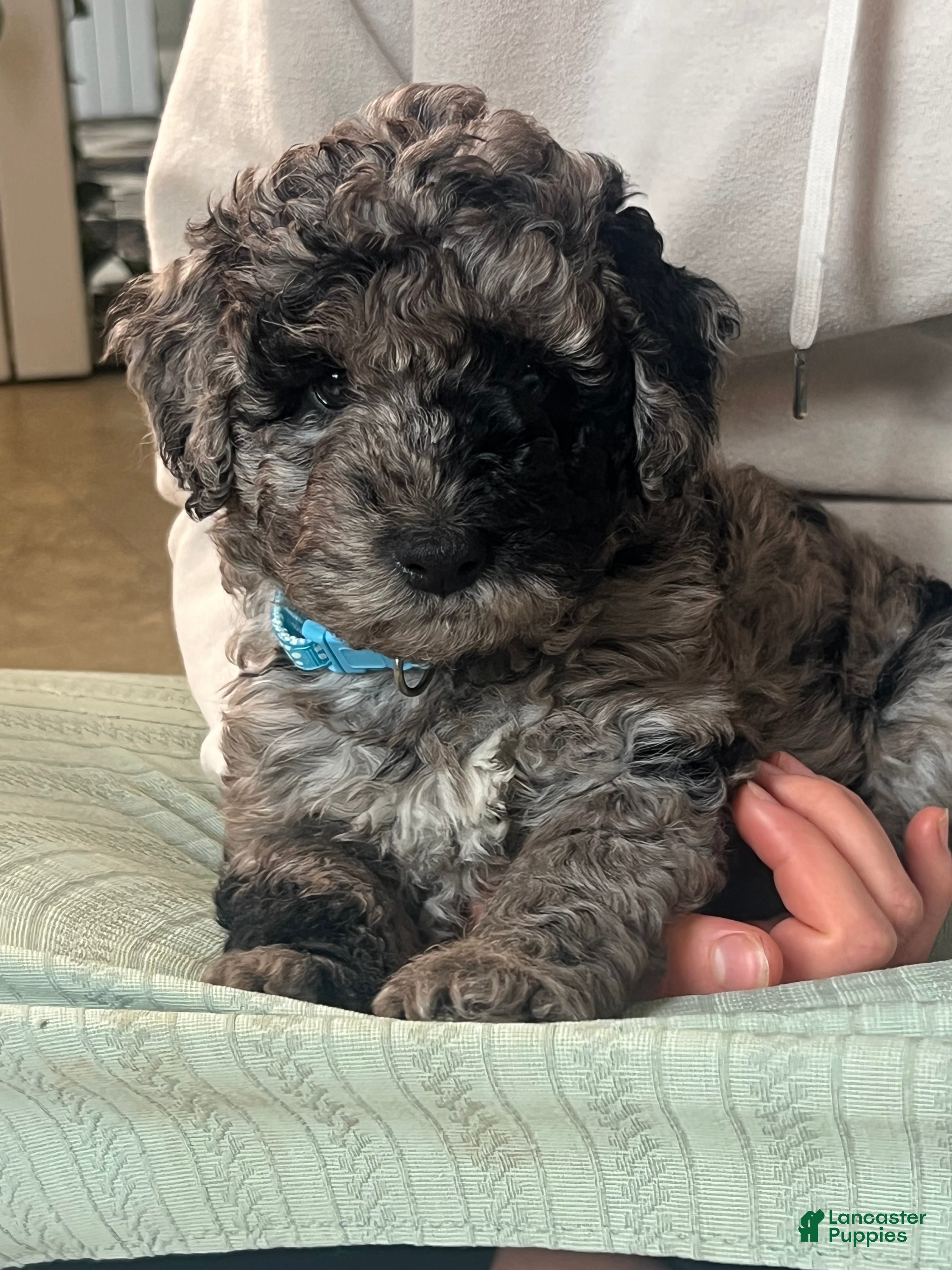 Mini Goldendoodle dogs Patch Mini Goldendoodle Puppy  - Ad 2