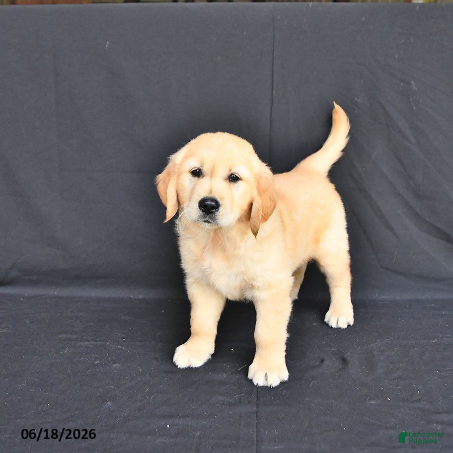 Golden Retriever dogs Jax - Ad 1