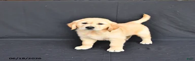 Jax