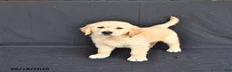Golden Retriever dogs for sale: Jax - Ad 1