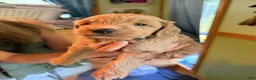 Goldendoodle dogs for sale: Asher  - Ad 4