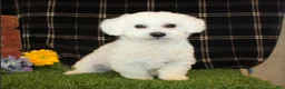 Bichon Frise dogs for sale: Ellie - Ad 5