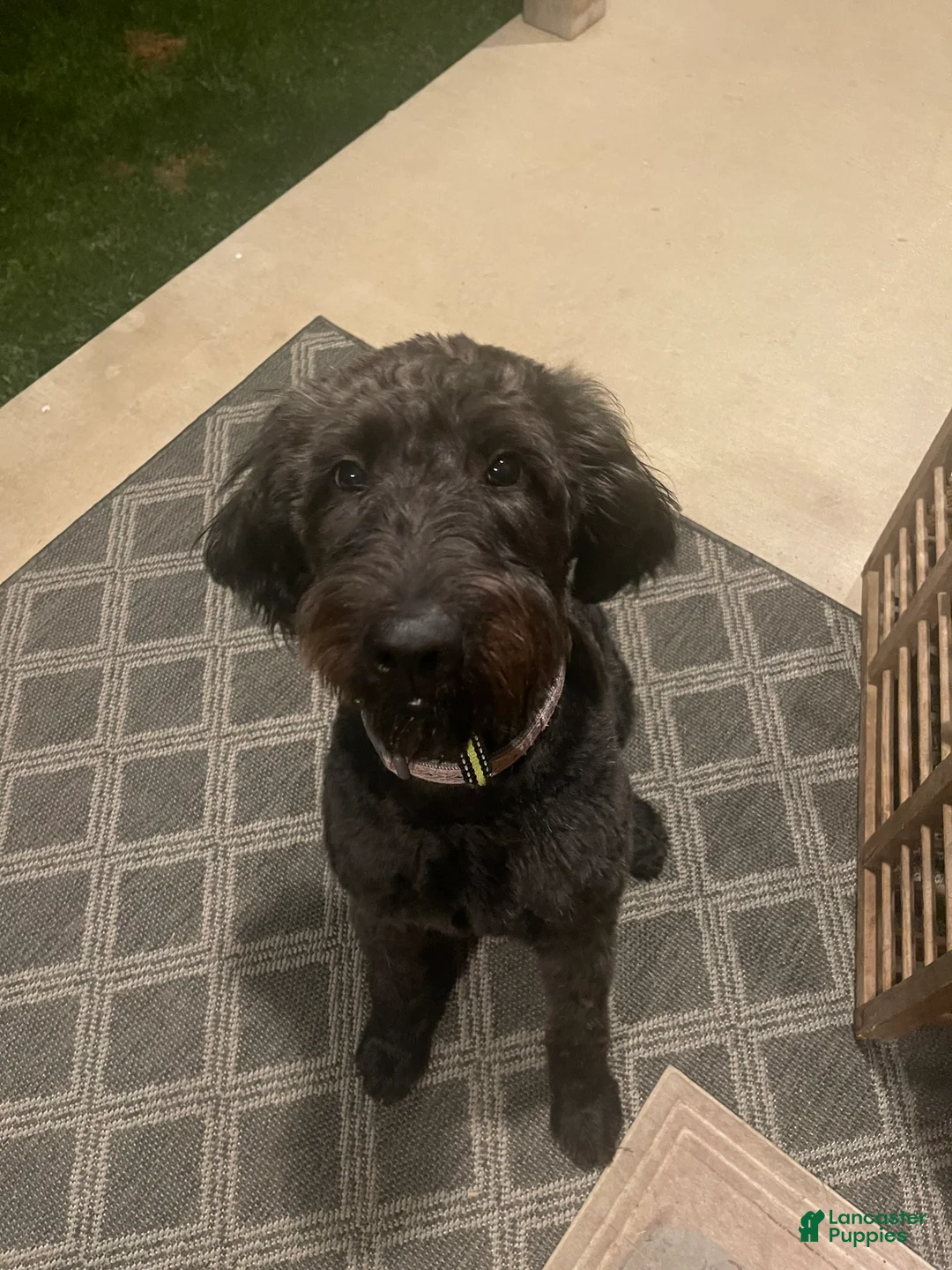 Labradoodle dogs for sale: Labradoodle Dark Green - Ad 4