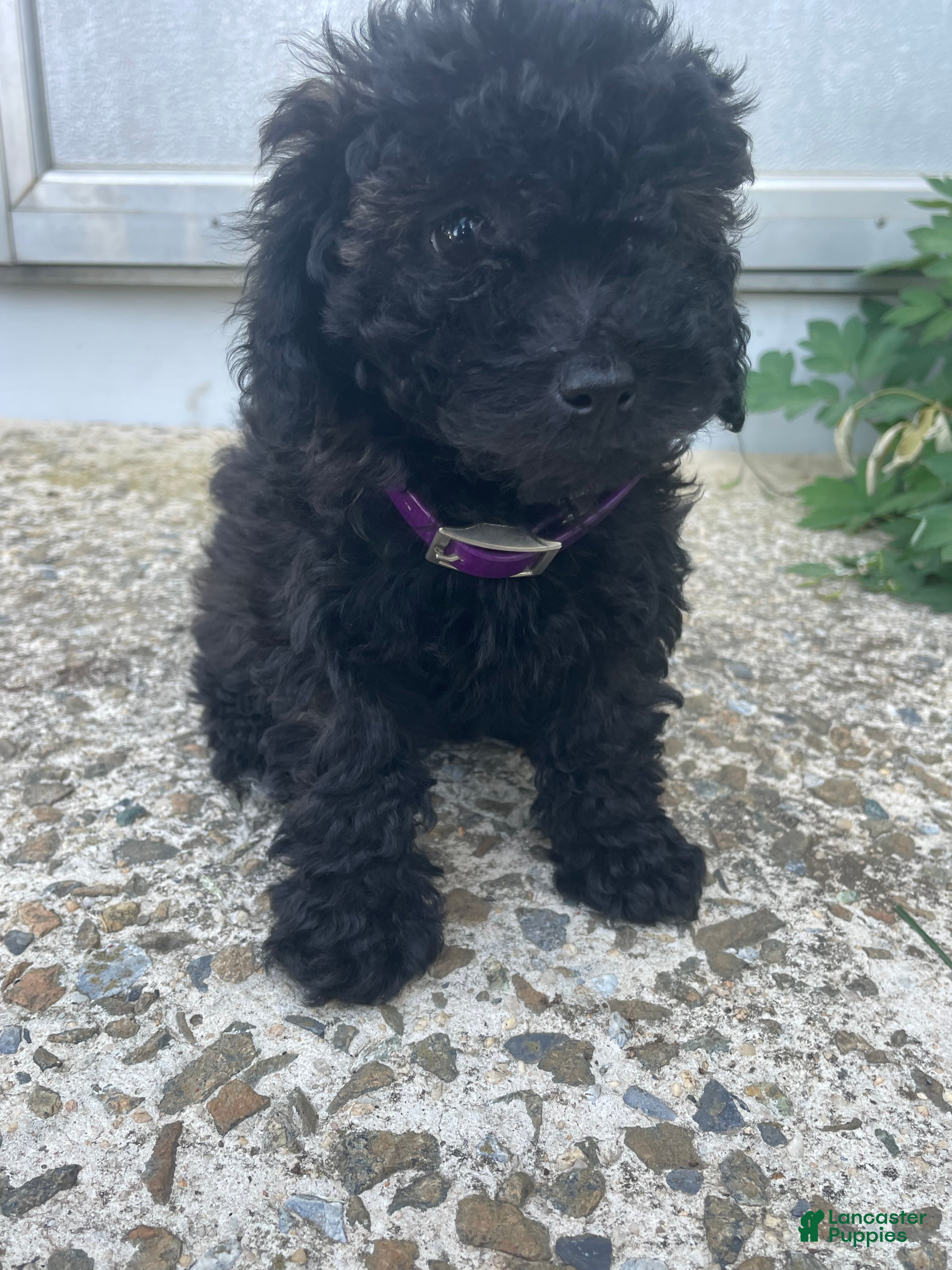 Toy Poodle dogs Raven - Ad 20