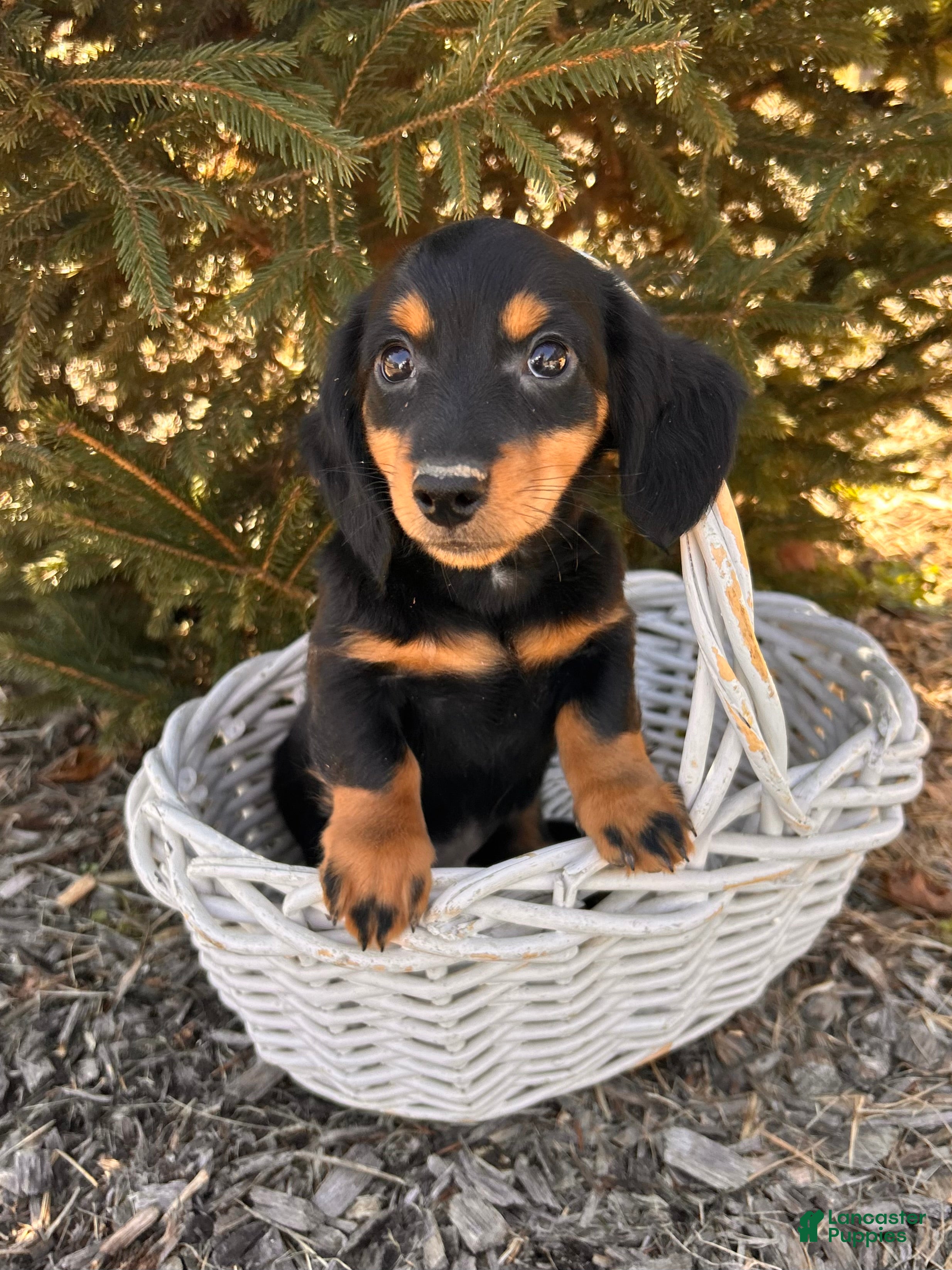 Miniature Dachshund dogs Mason - Ad 2