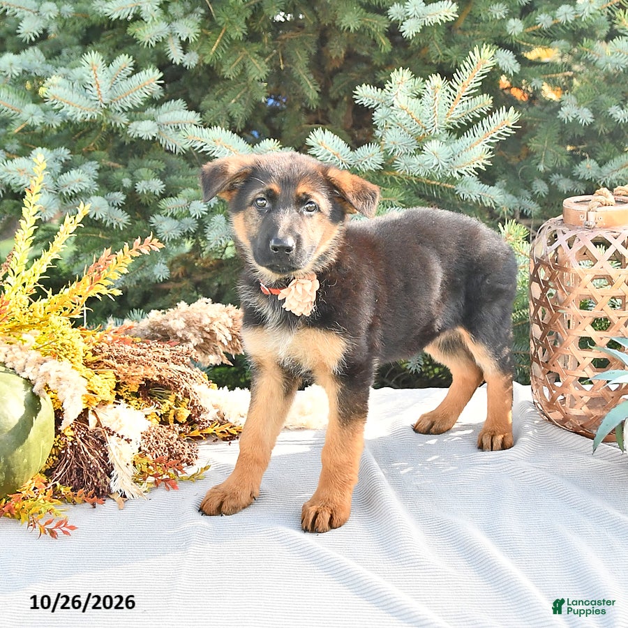 German Shepherd dogs for sale: Pumpkin Von Felde - Ad 2