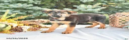 German Shepherd dogs for sale: Pumpkin Von Felde - Ad 2